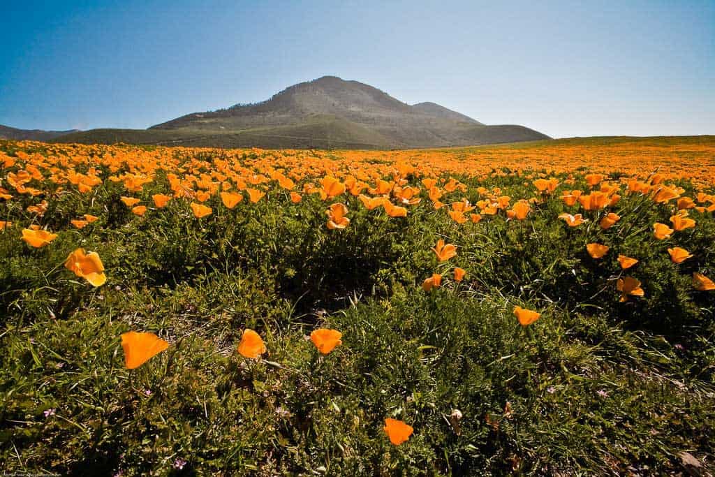 Los Osos California Poppy field