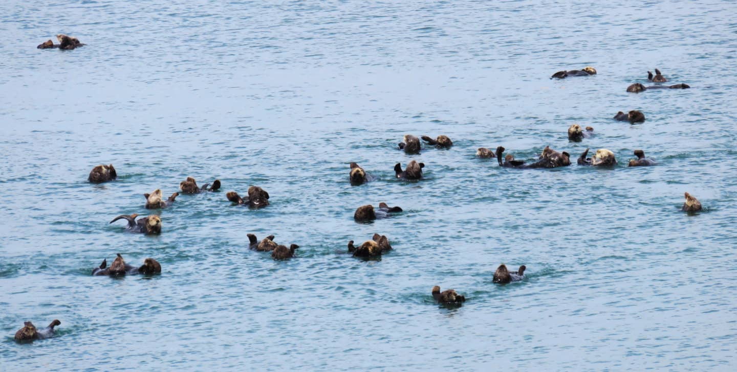 A sea otter raft
