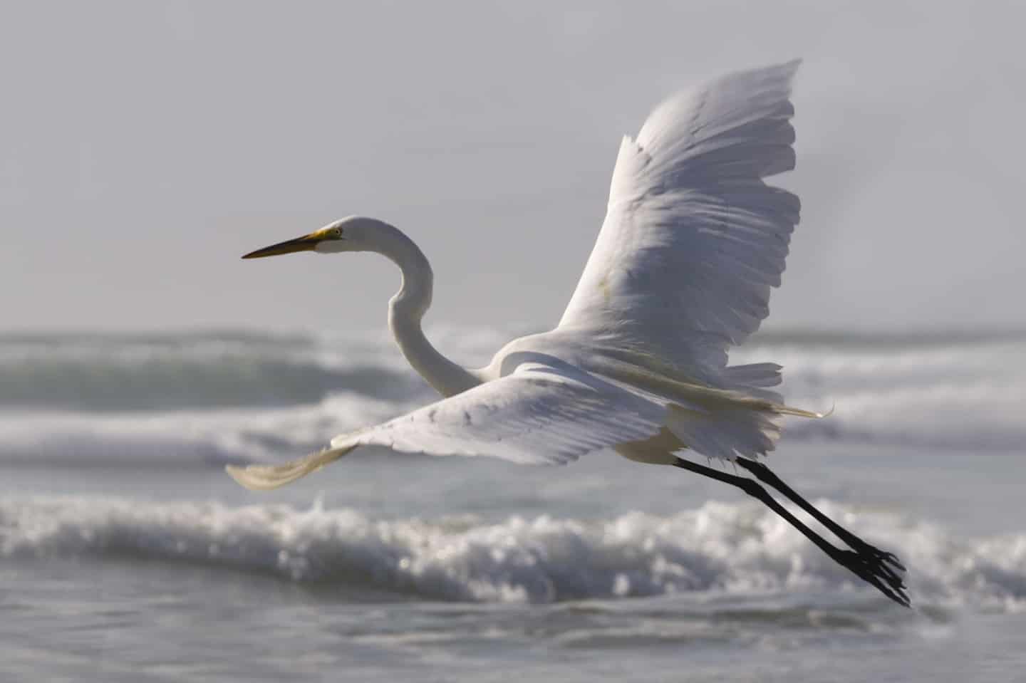 Morro Bay Egret