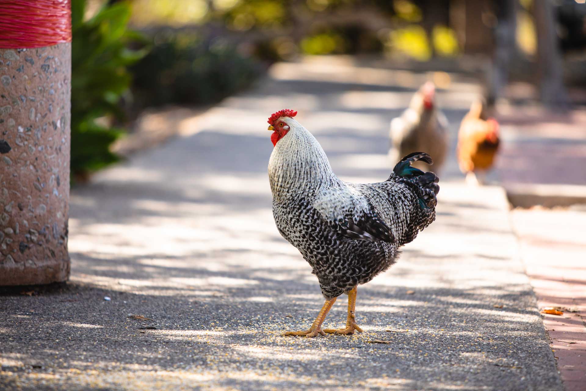 Arroyo Grande Village roosters