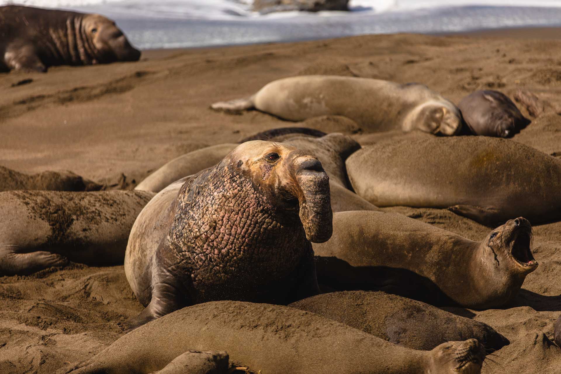 Elephant seals, Piedras Blancas rookery